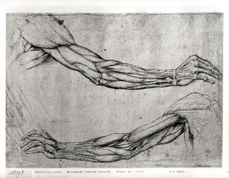 Study of Arms
